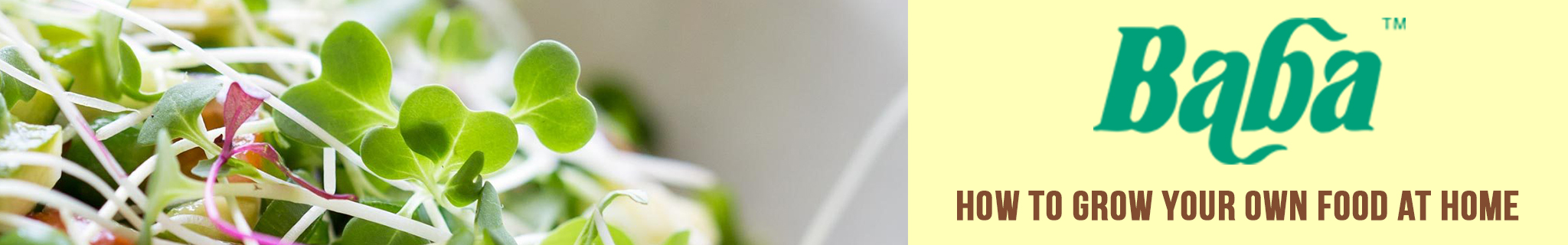 How To Grow Your Own Greens At Home